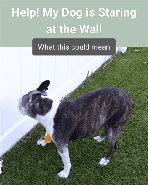 Dogs Staring At Walls